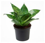 Изображение товара Живое растение Сансевиерия Ханни Блэк в горшке d 11 h 20 см, 1 шт