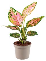 Изображение товара Живое растение Аглаонема Аньямани Нэрроу в горшке d 9 h 25 см, 1 шт