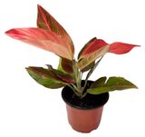 Изображение товара Живое растение Аглаонема Ред Вейн в горшке d 14 h 35 см, 1 шт