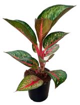 Изображение товара Живое растение Аглаонема Найт Спаркл в горшке d 14 h 30 см, 1 шт