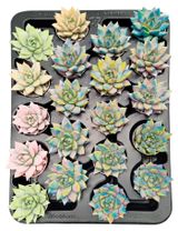 Изображение товара Живое растение суккулент Эхеверия Миранда в ассортименте в горшке d 5,5 h 8 см, 1 шт