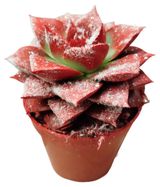 Изображение товара Живое растение суккулент Эхеверия Пурпурозум красная в снегу в горшке d 5,5 h 8 см, 1 шт