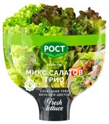 Изображение товара Салат Трио красно-зеленый листовой в горшочке, 1 штука