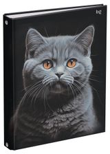 Изображение товара Тетрадь BG Кот А5 на кольцах в клетку, 160 л