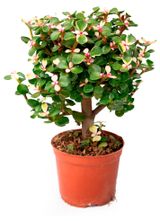 Изображение товара Живое растение суккулент Портулакария Афра бонсай в горшке d 12 h 28 см, 1 шт