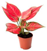 Изображение товара Живое растение Аглаонема Аньямани Нэрроу в горшке d 9 h 25 см, 1 шт