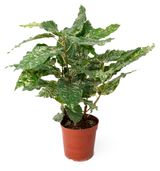 Изображение товара Живое растение Фикус Аспера Парселли в горшке d 15 h 30 см, 1 шт