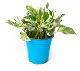 Изображение товара Живое растение лиана Эпипремнум (Сциндапсус) Джой в горшке d 11 h 20 см, 1 шт