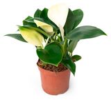 Изображение товара Живое растение лиана Филодендрон Вайт Конго в горшке d 11 h 27 см, 1 шт