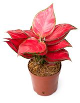 Изображение товара Живое растение Аглаонема Ред Джой 2 стебля в горшке d 12 h 20 см, 1 шт