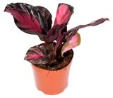 Изображение товара Живое растение Калатея Розеопикта Крим в горшке d 14 h 30 см, 1 шт