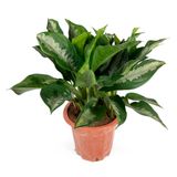 Изображение товара Живое растение Аглаонема Патайя Бьюти в горшке d 28 h 50 см, 1 шт