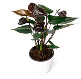 Изображение товара Живое растение Антуриум Блэк Лав в горшке d 11 h 30 см, 1 шт