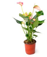 Изображение товара Живое растение Антуриум Бонус Вим в горшке d 14 h 40 см, 1 шт