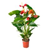 Изображение товара Живое растение Антуриум красный в горшке d 12 h 40 см, 1 шт