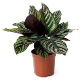Изображение товара Живое растение Калатея Орната в горшке d 11 h 30 см, 1 шт