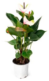 Изображение товара Живое растение Антуриум Ред Липс в горшке d 11 h 32 см, 1 шт