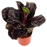 Изображение товара Живое растение Калатея Розеопикта Дотти в горшке d 11 h 25 см