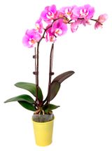 Изображение товара Живое растение Орхидея Фаленопсис 2 стебля в ассортименте в горшке d 10 h 55-70 см, 1 шт