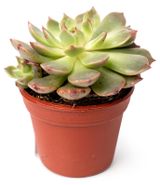 Изображение товара Живое растение суккулент Эхеверия микс в ассортименте в горшке d 6 h 8 см, 1 шт