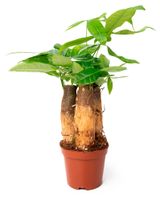 Изображение товара Живое растение пальма Пахира ствол в горшке d 9 h 30 см, 1 шт