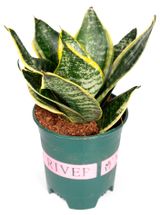 Изображение товара Живое растение Сансевиерия Ханни Сильвер в горшке d 11 h 20 см, 1 шт