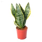 Изображение товара Живое растение Сансевиерия Лауренти в горшке d 11 h 30 см, 1 шт