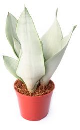 Изображение товара Живое растение Сансевиерия Муншайн в горшке d 11 h 20 см, 1 шт