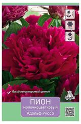 Изображение товара Луковицы «Поиск» Пион, 1 шт