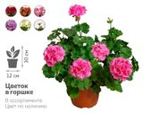 Изображение товара Саженцы цветов Пеларгония микс в горшке, d 12 h 30 см