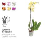 Изображение товара Живое растение Орхидея Фаленопсис 1 стебель в ассортименте в горшке d 9 h 30 см, 1 шт