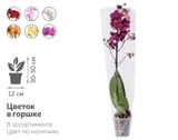 Изображение товара Живое растение Орхидея Фаленопсис 1 стебель микс в ассортименте в горшке d 12 см, 1 шт