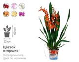 Изображение товара Живое растение Орхидея Камбрия микс 2 стебля с ароматом в ассортименте в горшке d 12 h 60 см, 1 шт