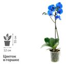 Изображение товара Живое растение Орхидея Фаленопсис синяя 1 стебель в горшке d 12 h 55 см, 1 шт