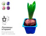 Изображение товара Живое растение Гиацинт 1 луковица с ароматом в ассортименте в горшке d 7 h 15 см, 1 шт