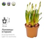 Изображение товара Живое растение Мускари 5 луковиц микc в ассортименте в горшке d 10 h 15 см, 1 шт