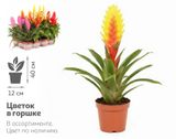 Изображение товара Живое растение Бромелия Бромелиевый микс в ассортименте в горшке d 12 h 40 см, 1 шт