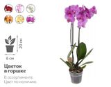 Изображение товара Живое растение Орхидея Фаленопсис 2 стебля микс в ассортименте в горшке d 6 h 20 см, 1 шт
