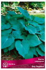 Изображение товара Хоста гибрилная «Поиск» Блу Энджел, 1 шт