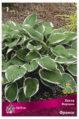 Изображение товара Хоста «Поиск» Форчуна Франсе, 1 шт