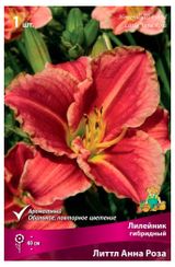 Изображение товара Луковица «Поиск» Лилейник Литтл Анна Роза, 1 шт