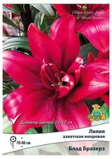 Изображение товара Луковица «Поиск» Лилия Махровая Блад Бразерз, 1 шт