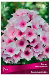 Изображение товара Флокс «Поиск» Метельчатый Бриллиант Айз, 1 шт