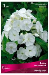 Изображение товара Флокс «Поиск» Метельчатый Рембрандт, 1 шт