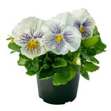 Изображение товара Рассада цветов Виола Биколор в ассортименте в горшке d 15 h 25 см, 1 шт