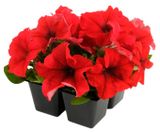 Изображение товара Рассада цветов Петуния оттенок красного в ассортименте в кассете, 4 шт
