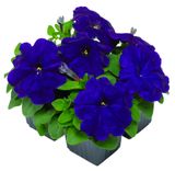 Изображение товара Рассада цветов Петуния оттенок синий в ассортименте в кассете, 4 шт