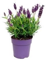 Изображение товара Рассада цветов Лаванда в ассортименте в горшке d 15 h 25 см, 1 шт
