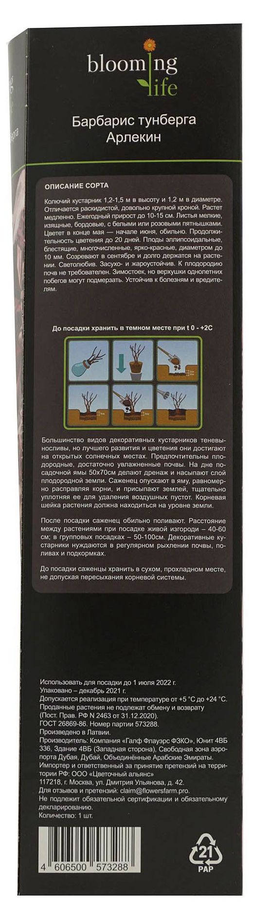 Барбарис «Цветочный альянс» Арлекин