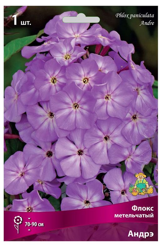 флоксы поиск. флоксы поиск. флоксы многолетники. флокс лилак тайм. флокс метельчатый андре.